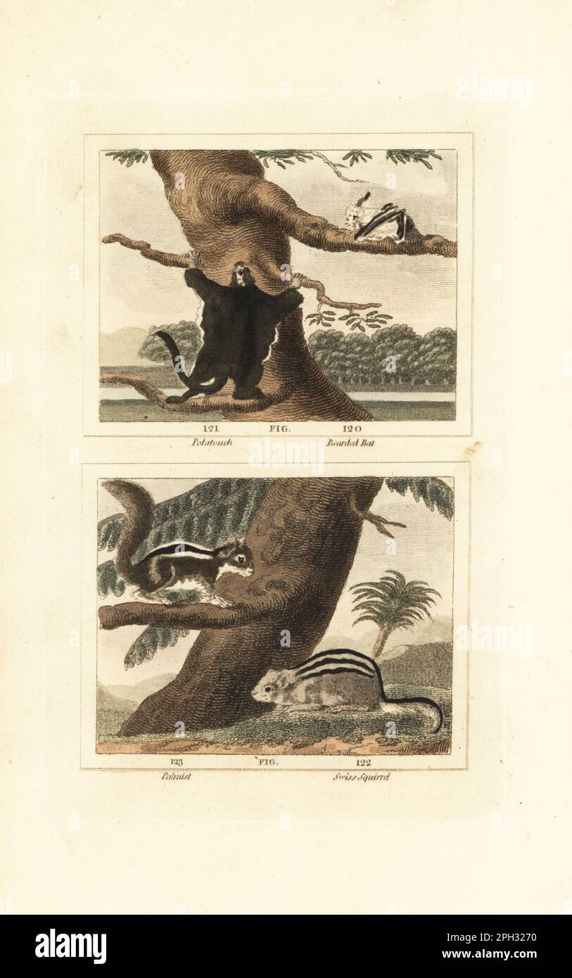 Southern flying squirrel or polatouch, Glaucomys volans 121, hairy long-eared bat or  bearded bat, Nycteris hispida 120, Indian palm squirrel or palmist, Funambulus palmarum 123, alpine marmot or Swiss squirrel, Marmota marmota 122. Handcoloured copperplate engraving after Jacques de Seve from James Smith Barr’s edition of Comte Buffon’s Natural History, A Theory of the Earth, General History of Man, Brute Creation, Vegetables, Minerals, T. Gillet, H. D. Symonds, Paternoster Row, London, 1807. Stock Photo