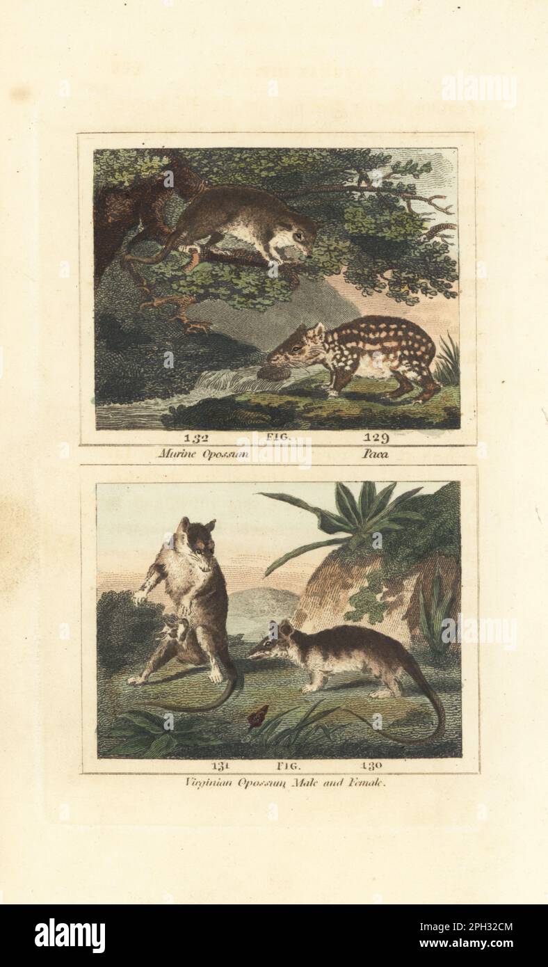 Linnaeus's mouse opossum, Marmosa murina 132, lowland paca, Cuniculus paca 129, and Virginian opossum, male and female with young in pouch. Handcoloured copperplate engraving after Jacques de Seve from James Smith Barr’s edition of Comte Buffon’s Natural History, A Theory of the Earth, General History of Man, Brute Creation, Vegetables, Minerals, T. Gillet, H. D. Symonds, Paternoster Row, London, 1807. Stock Photo