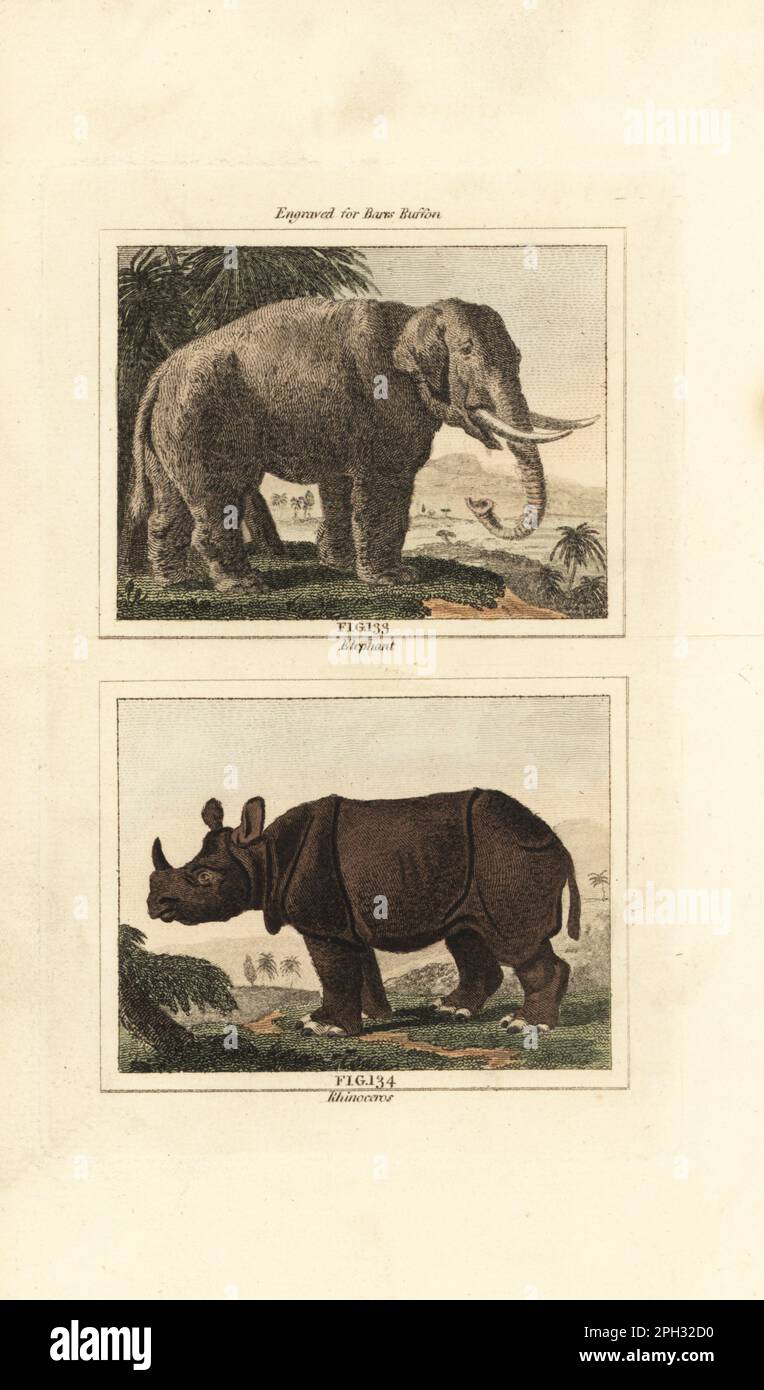 Endangered Asian elephant, Elephas maximus 133, and Indian rhinoceros, Rhinoceros unicornis 134. Handcoloured copperplate engraving after Jacques de Seve from James Smith Barr’s edition of Comte Buffon’s Natural History, A Theory of the Earth, General History of Man, Brute Creation, Vegetables, Minerals, T. Gillet, H. D. Symonds, Paternoster Row, London, 1807. Stock Photo