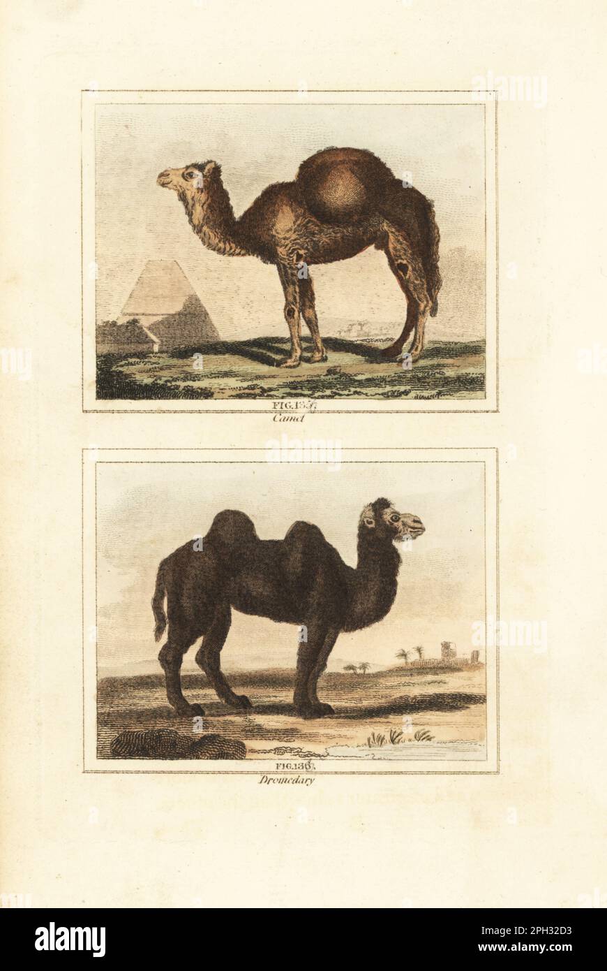 Dromedary camel, Camelus dromedarius, in front of a pyramid (top), and Bactrian camel, Camelus bactrianus (bottom). Handcoloured copperplate engraving after Jacques de Seve from James Smith Barr’s edition of Comte Buffon’s Natural History, A Theory of the Earth, General History of Man, Brute Creation, Vegetables, Minerals, T. Gillet, H. D. Symonds, Paternoster Row, London, 1807. Stock Photo