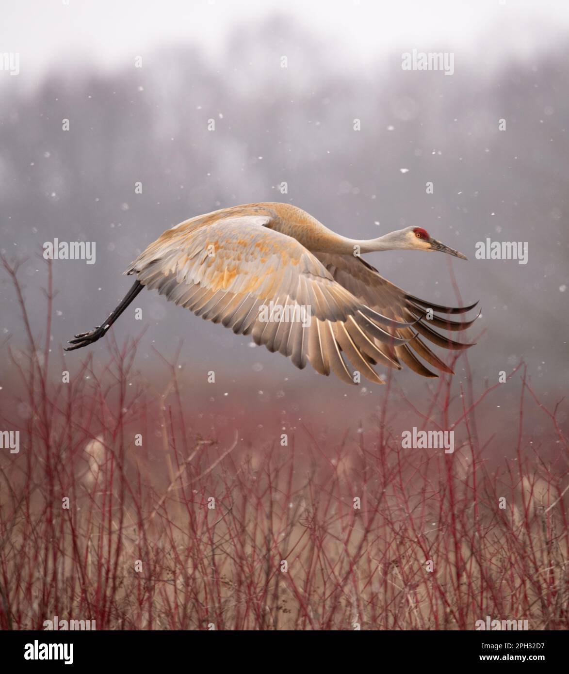 Sandhill crane flying out of the march during a spring snow storm in Michigan against a backdrop of marsh grasses and red twigged dogwood. Stock Photo