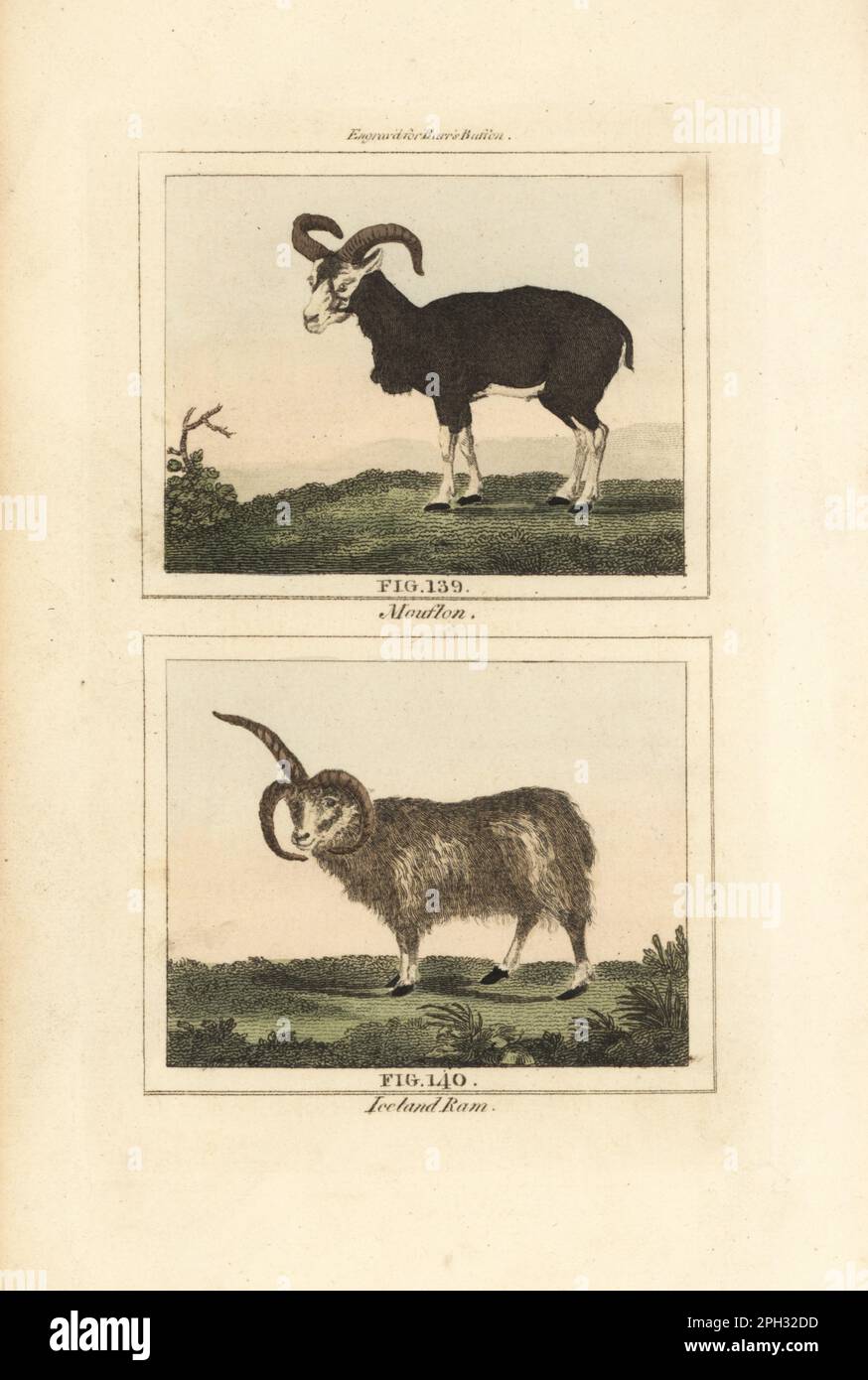 Mouflon, Ovis gmelini 139 and long-haired, multi-horned Iceland ram, domesticated sheep breed, Ovis aries 140. Handcoloured copperplate engraving after Jacques de Seve from James Smith Barr’s edition of Comte Buffon’s Natural History, A Theory of the Earth, General History of Man, Brute Creation, Vegetables, Minerals, T. Gillet, H. D. Symonds, Paternoster Row, London, 1807. Stock Photo