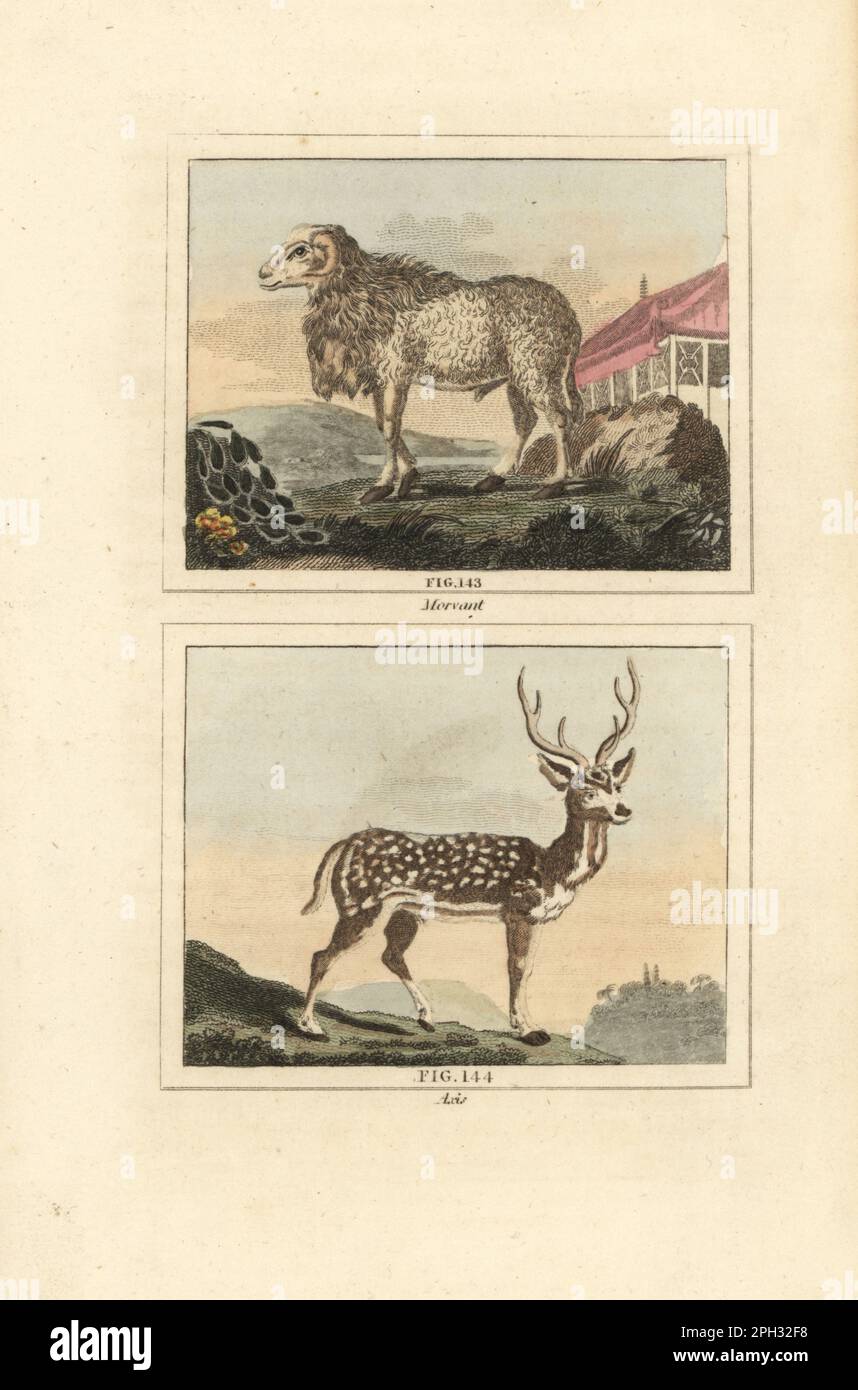 Maned or Barbary sheep, Ammotragus lervia 143, and chital or cheetal deer, Axis axis 144. Morvant sheep and Axis deer. Handcoloured copperplate engraving after Jacques de Seve from James Smith Barr’s edition of Comte Buffon’s Natural History, A Theory of the Earth, General History of Man, Brute Creation, Vegetables, Minerals, T. Gillet, H. D. Symonds, Paternoster Row, London, 1807. Stock Photo