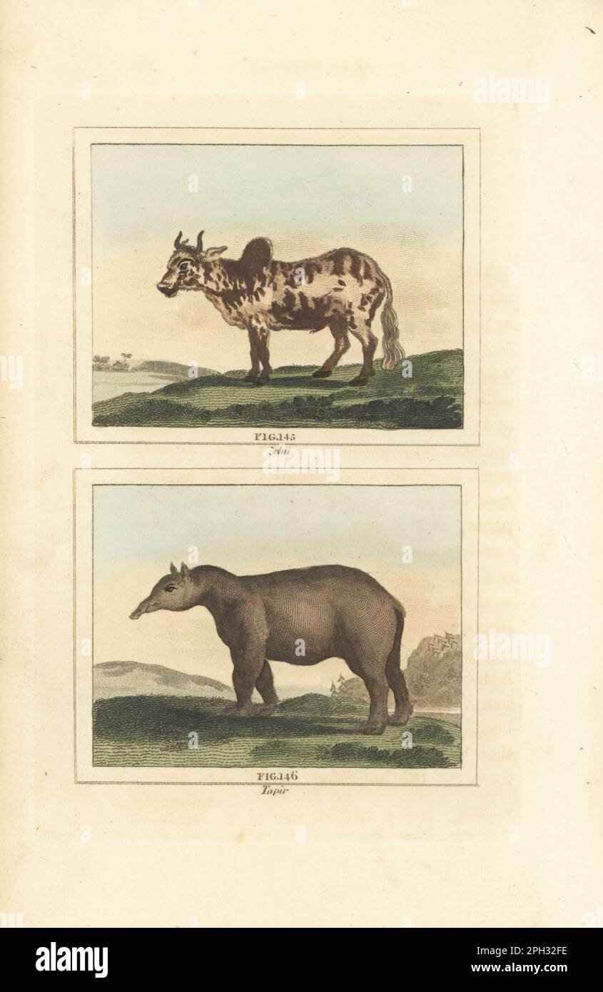 Zebu, Bos indicus 145, and South American tapir, Tapirus terrestris 146. Zebu and tapir. Handcoloured copperplate engraving after Jacques de Seve from James Smith Barr’s edition of Comte Buffon’s Natural History, A Theory of the Earth, General History of Man, Brute Creation, Vegetables, Minerals, T. Gillet, H. D. Symonds, Paternoster Row, London, 1807. Stock Photo