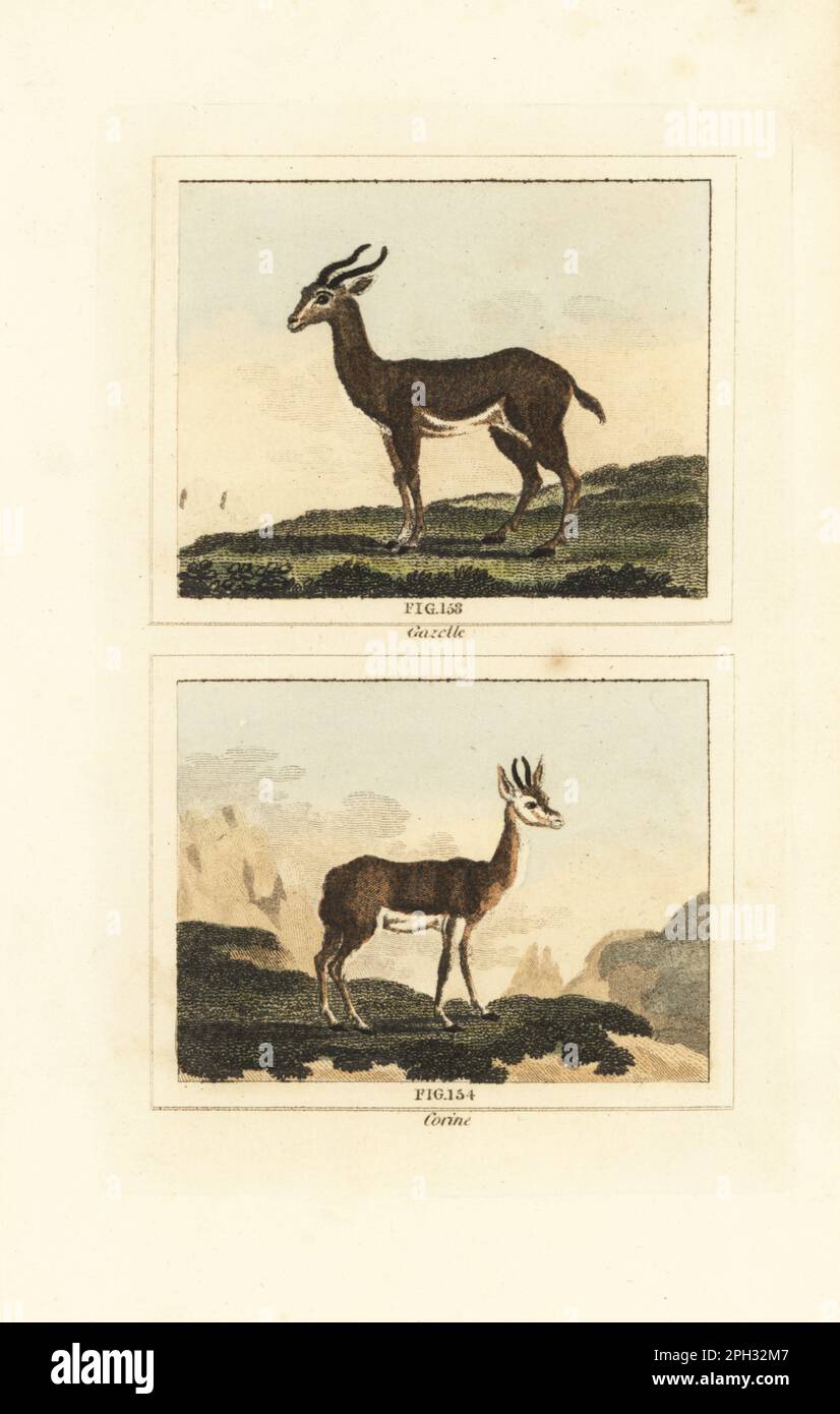 Dorcas gazelle, Gazella dorcas 153, and Senegalese corine (possibly the red-fronted gazelle, Eudorcas rufifrons) 154. Handcoloured copperplate engraving after Jacques de Seve from James Smith Barr’s edition of Comte Buffon’s Natural History, A Theory of the Earth, General History of Man, Brute Creation, Vegetables, Minerals, T. Gillet, H. D. Symonds, Paternoster Row, London, 1807. Stock Photo