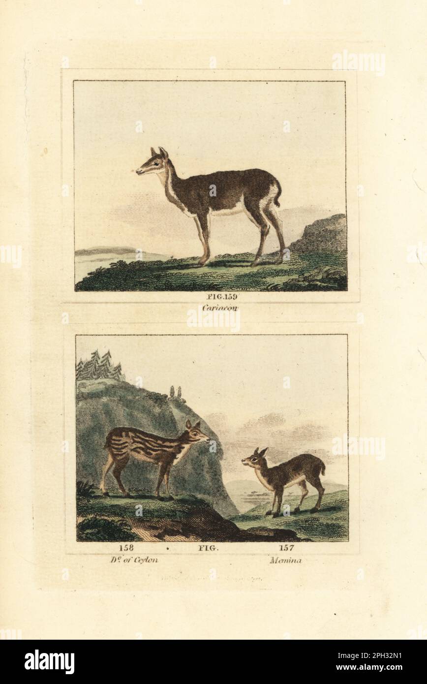 White-tailed deer, Odocoileus virginianus subsp. cariacou 159, Sri Lankan axis deer, Axis axis ceylonensis 158, and Sri Lankan spotted chevrotain or white-spotted chevrotain, Moschiola meminna 157. Handcoloured copperplate engraving after Jacques de Seve from James Smith Barr’s edition of Comte Buffon’s Natural History, A Theory of the Earth, General History of Man, Brute Creation, Vegetables, Minerals, T. Gillet, H. D. Symonds, Paternoster Row, London, 1807. Stock Photo