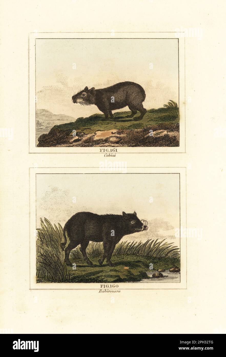 Capybara, Hydrochoerus hydrochaeris 161, and North Sulawesi babirusa, Babyrousa celebensis 160. Handcoloured copperplate engraving after Jacques de Seve from James Smith Barr’s edition of Comte Buffon’s Natural History, A Theory of the Earth, General History of Man, Brute Creation, Vegetables, Minerals, T. Gillet, H. D. Symonds, Paternoster Row, London, 1807. Stock Photo