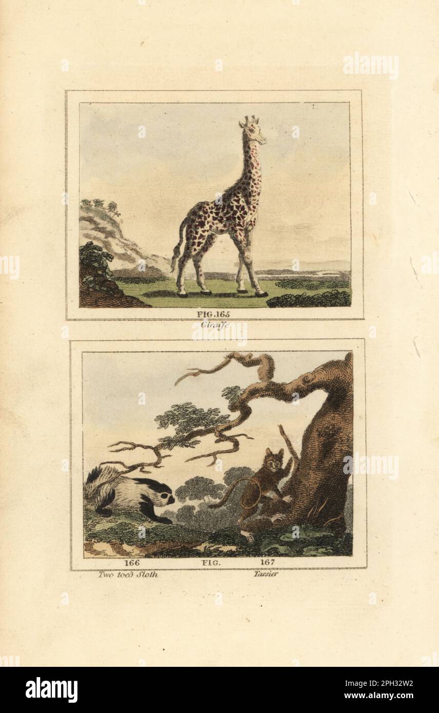 Spectrum Sloth Giraffe, Giraffa camelopardalis 165, Hoffmann's two-toed sloth ...