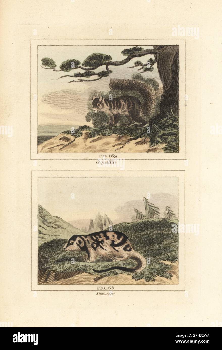 Variegated squirrel, Sciurus variegatoides 167, and common spotted cuscus,  Spilocuscus maculatus 168. Coquallin and phalanger. Handcoloured copperplate engraving after Jacques de Seve from James Smith Barr’s edition of Comte Buffon’s Natural History, A Theory of the Earth, General History of Man, Brute Creation, Vegetables, Minerals, T. Gillet, H. D. Symonds, Paternoster Row, London, 1807. Stock Photo