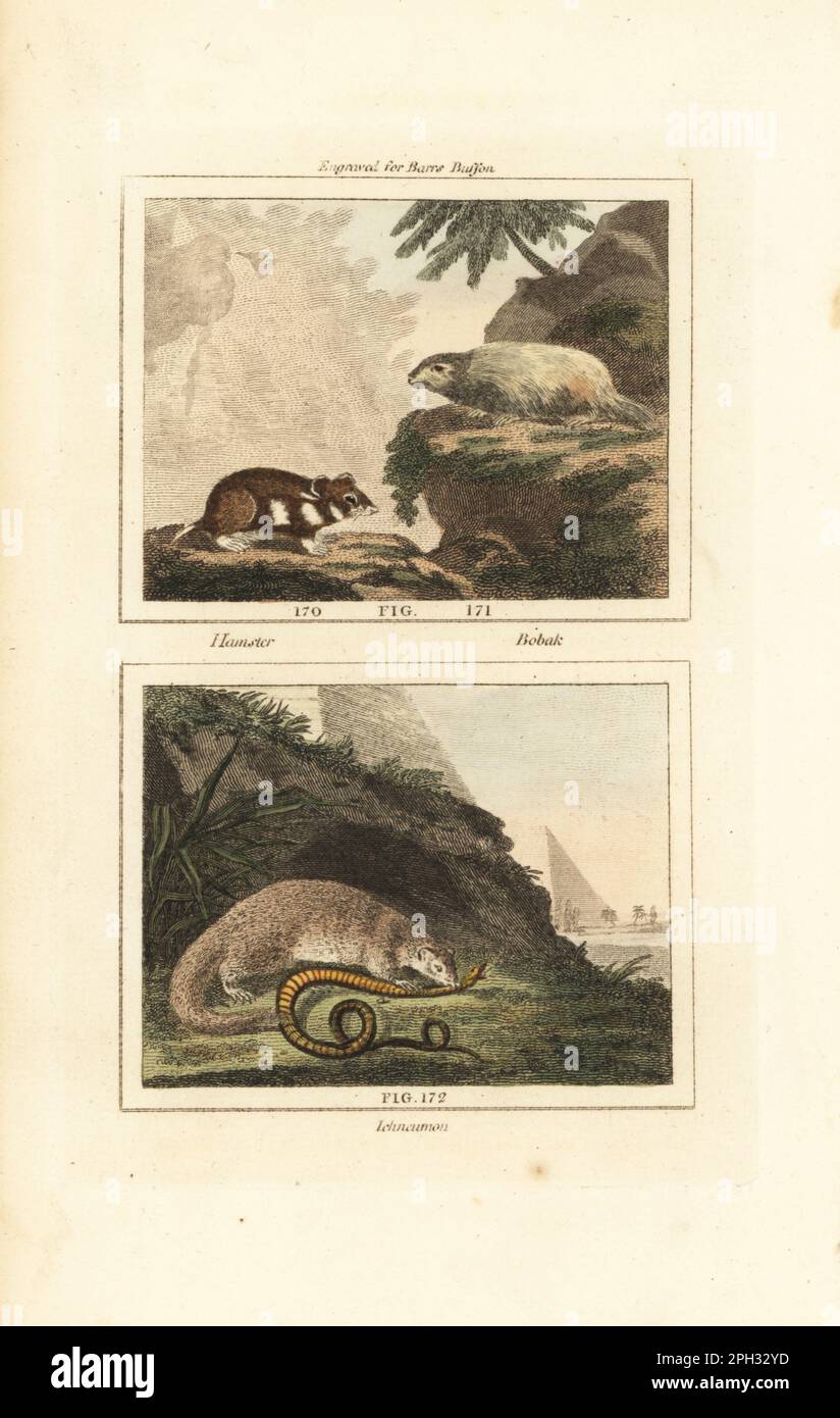 Critically endangered European hamster, Cricetus cricetus 170, bobak marmot, Marmota bobak 171, and Egyptian mongoose, Herpestes ichneumon 172, eating a snake. Handcoloured copperplate engraving after Jacques de Seve from James Smith Barr’s edition of Comte Buffon’s Natural History, A Theory of the Earth, General History of Man, Brute Creation, Vegetables, Minerals, T. Gillet, H. D. Symonds, Paternoster Row, London, 1807. Stock Photo