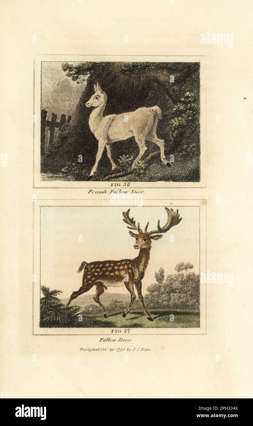 European fallow deer, Dama dama, buck 57 and doe 56. Handcoloured copperplate engraving after Jacques de Seve from James Smith Barr’s edition of Comte Buffon’s Natural History, A Theory of the Earth, General History of Man, Brute Creation, Vegetables, Minerals, T. Gillet, H. D. Symonds, Paternoster Row, London, 1807. Stock Photo