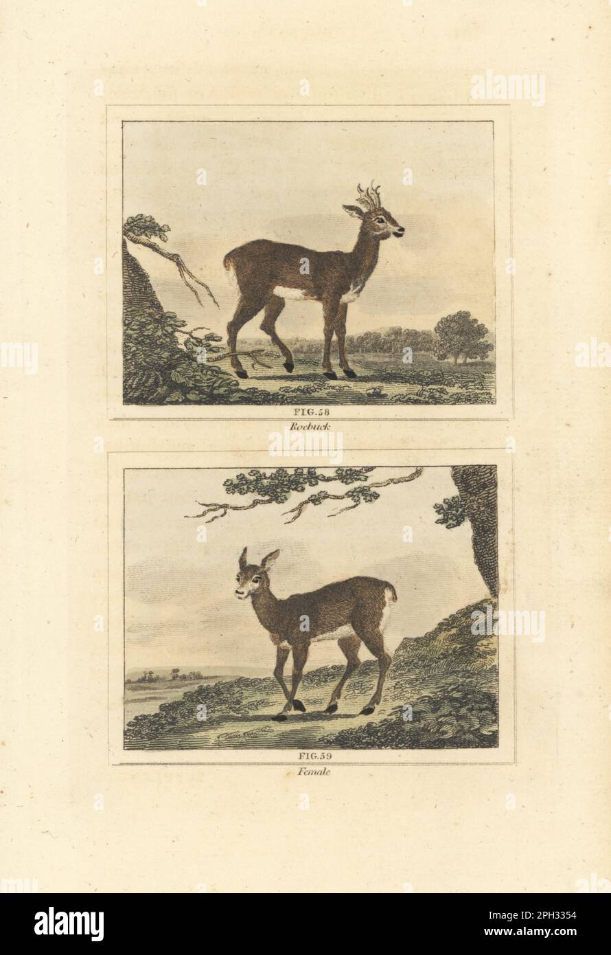Roe deer, Capreolus capreolus, buck 58 and doe 59. Handcoloured copperplate engraving after Jacques de Seve from James Smith Barr’s edition of Comte Buffon’s Natural History, A Theory of the Earth, General History of Man, Brute Creation, Vegetables, Minerals, T. Gillet, H. D. Symonds, Paternoster Row, London, 1807. Stock Photo