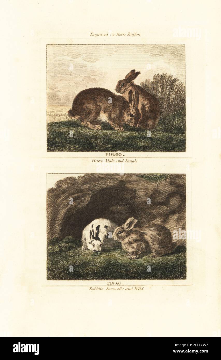 European hare, Lepus europaeus, buck male and doe female 60, and rabbits, domestic and wild European rabbit, Oryctolagus cuniculus 61. Handcoloured copperplate engraving after Jacques de Seve from James Smith Barr’s edition of Comte Buffon’s Natural History, A Theory of the Earth, General History of Man, Brute Creation, Vegetables, Minerals, T. Gillet, H. D. Symonds, Paternoster Row, London, 1807. Stock Photo