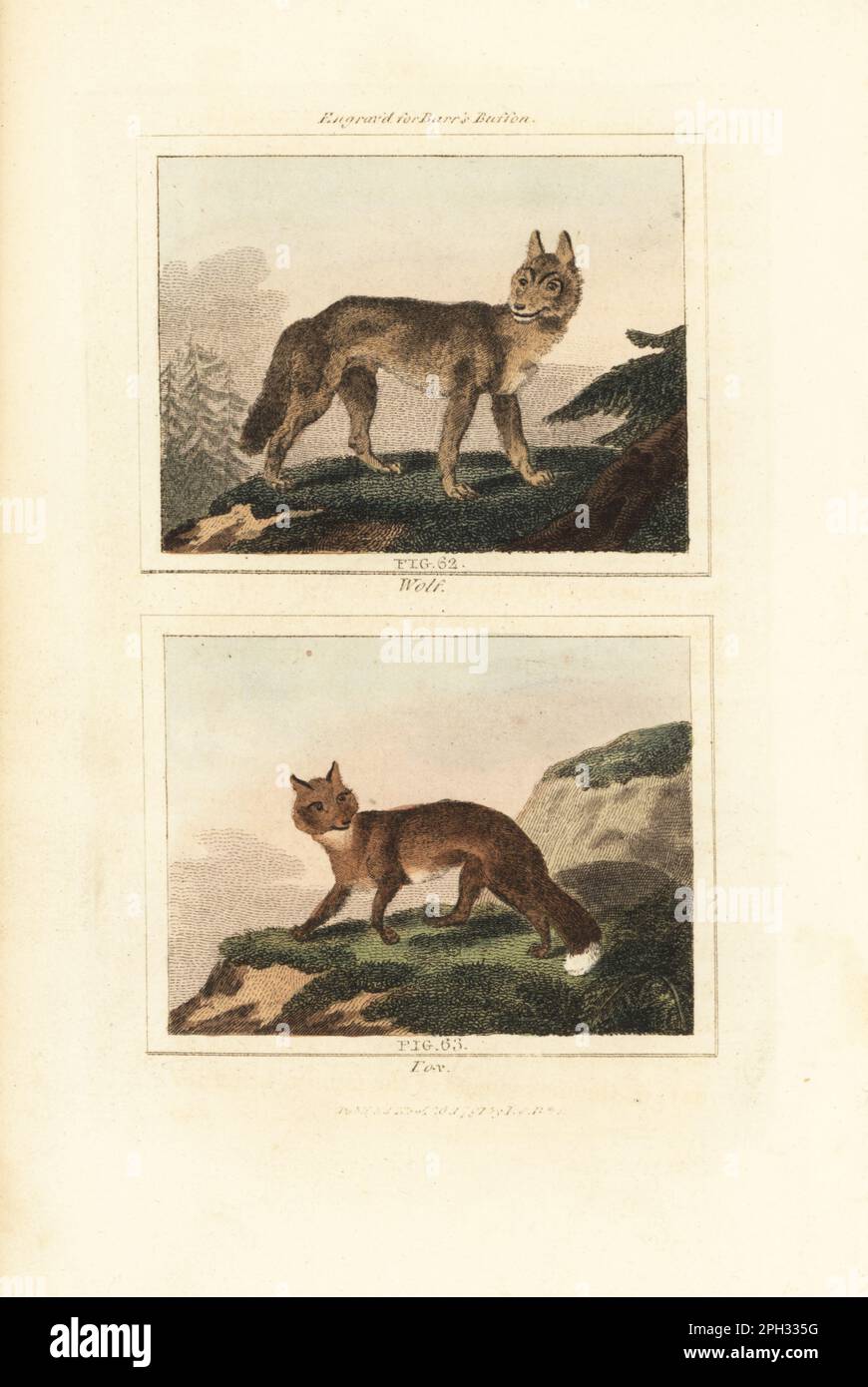 Grey wolf, Canis lupus 62, and red fox. Vulpes vulpes 63. Handcoloured copperplate engraving after Jacques de Seve from James Smith Barr’s edition of Comte Buffon’s Natural History, A Theory of the Earth, General History of Man, Brute Creation, Vegetables, Minerals, T. Gillet, H. D. Symonds, Paternoster Row, London, 1807. Stock Photo