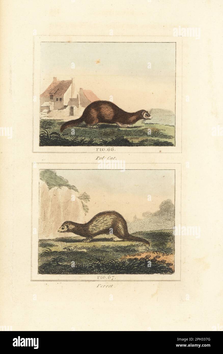 European polecat, Mustela putorius 66, and ferret, Mustela furo 67. Handcoloured copperplate engraving after Jacques de Seve from James Smith Barr’s edition of Comte Buffon’s Natural History, A Theory of the Earth, General History of Man, Brute Creation, Vegetables, Minerals, T. Gillet, H. D. Symonds, Paternoster Row, London, 1807. Stock Photo