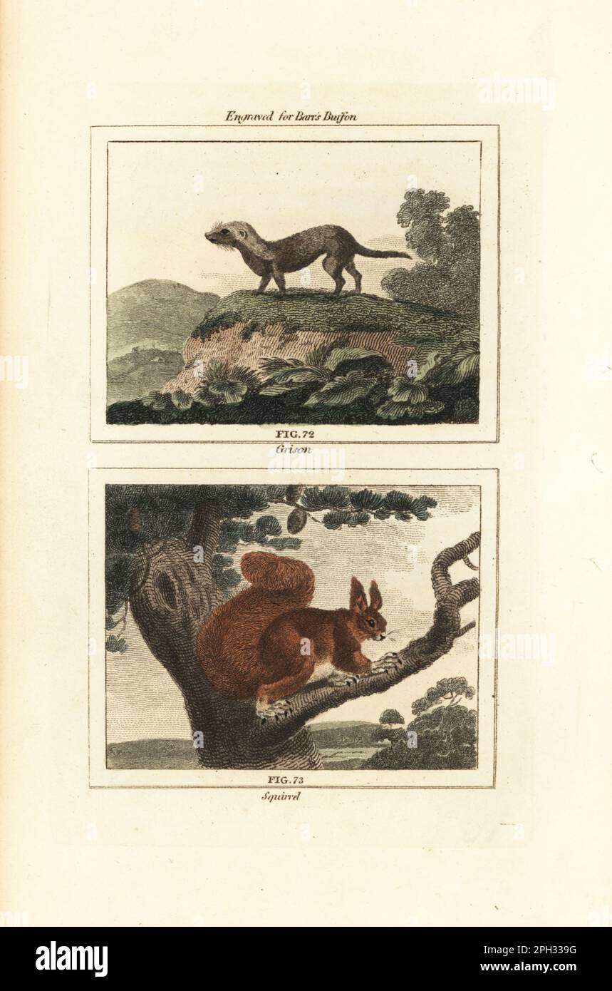 Greater grison from Surinam, Galictis vittata 72, and red squirrel, Sciurus vulgaris 73. Handcoloured copperplate engraving after Jacques de Seve from James Smith Barr’s edition of Comte Buffon’s Natural History, A Theory of the Earth, General History of Man, Brute Creation, Vegetables, Minerals, T. Gillet, H. D. Symonds, Paternoster Row, London, 1807. Stock Photo