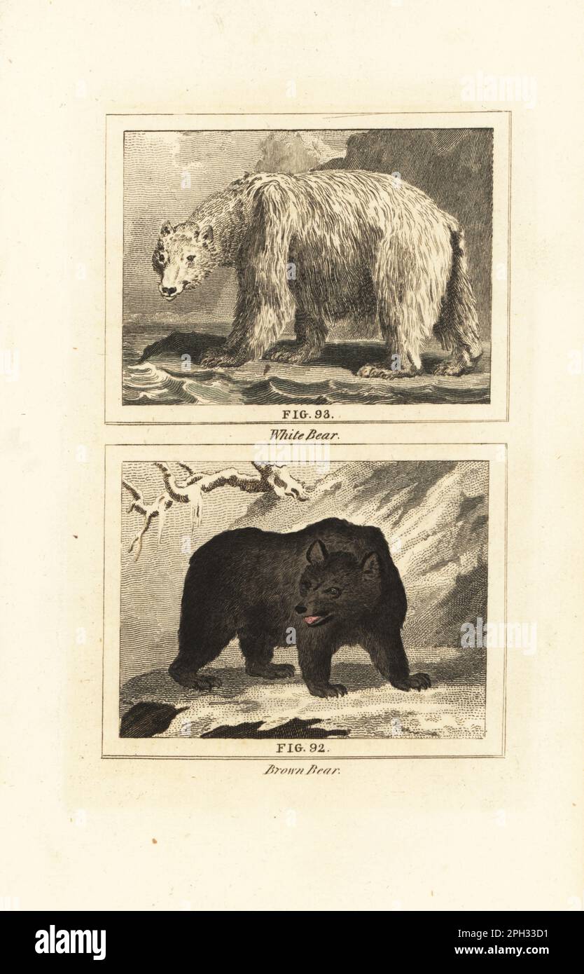 Polar bear, Ursus maritimus, on ice floe 93 and brown bear, Ursus arctos 92. Handcoloured copperplate engraving after Jacques de Seve from James Smith Barr’s edition of Comte Buffon’s Natural History, A Theory of the Earth, General History of Man, Brute Creation, Vegetables, Minerals, T. Gillet, H. D. Symonds, Paternoster Row, London, 1807. Stock Photo