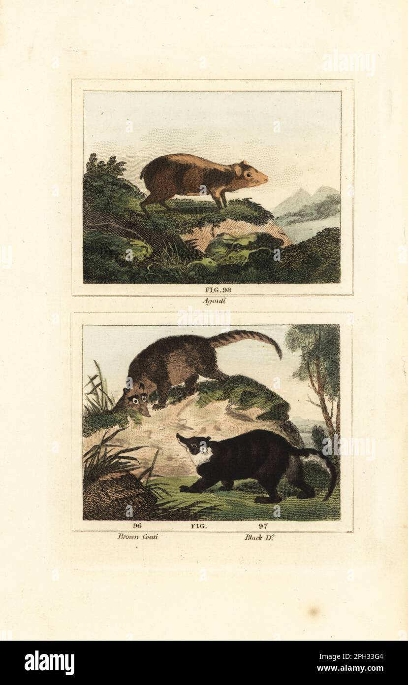 Red-rumped agouti, Dasyprocta leporina 98, South American coati, Nasua nasua 96, and western mountain coati, Nasuella olivacea 97. Handcoloured copperplate engraving after Jacques de Seve from James Smith Barr’s edition of Comte Buffon’s Natural History, A Theory of the Earth, General History of Man, Brute Creation, Vegetables, Minerals, T. Gillet, H. D. Symonds, Paternoster Row, London, 1807. Stock Photo