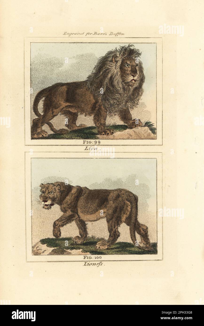 African lion 99, and lioness 100, Panthera leo. Handcoloured copperplate engraving after Jacques de Seve from James Smith Barr’s edition of Comte Buffon’s Natural History, A Theory of the Earth, General History of Man, Brute Creation, Vegetables, Minerals, T. Gillet, H. D. Symonds, Paternoster Row, London, 1807. Stock Photo