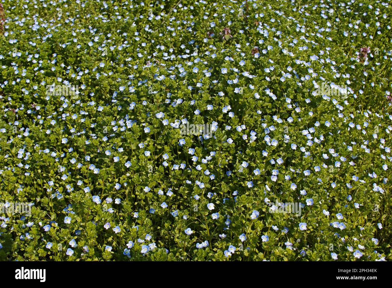 a wonderful carpet of small blue flowers,Linum perenne Stock Photo