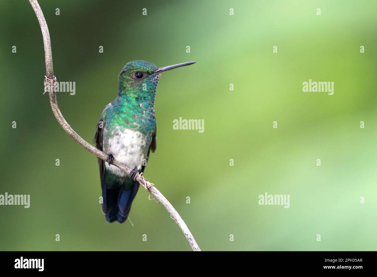 Blue-chinned Sapphire hummingbird (Chlorestes notata) perched on a branch over a green background Stock Photo