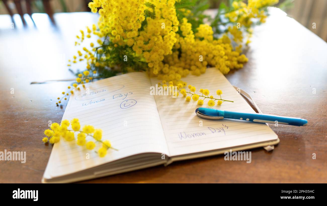 flowers and potted flowers of mimosa,Acacia dealbata, a beautiful flower symbol of Women’s Day celebrated on March 8 Stock Photo