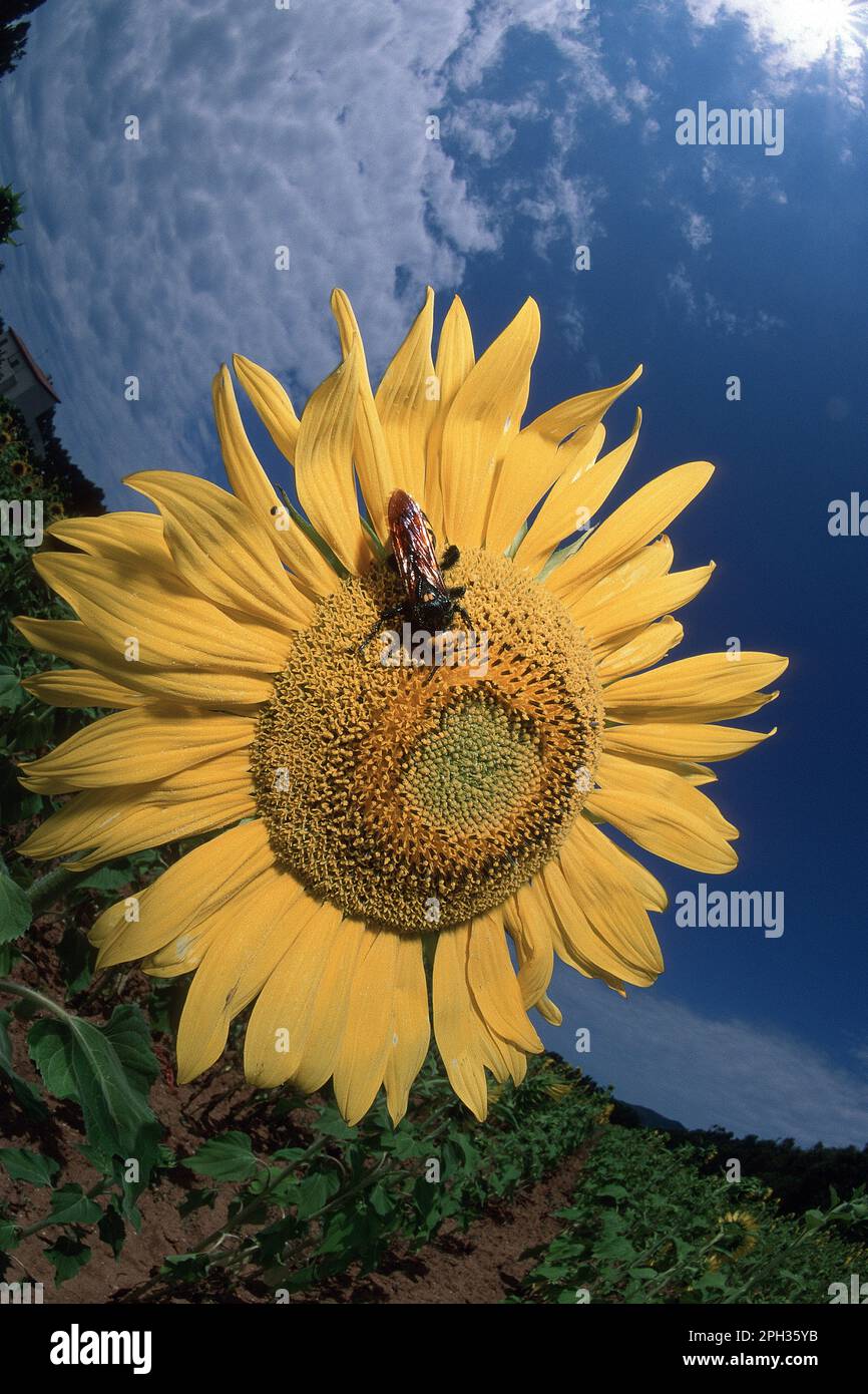wasp, Scolia flavifrons, on Sunflower,  Helianthus annuus Wasp on Sunflower, Alghero,  Lago di Baratz, Sardegna, Italia Stock Photo