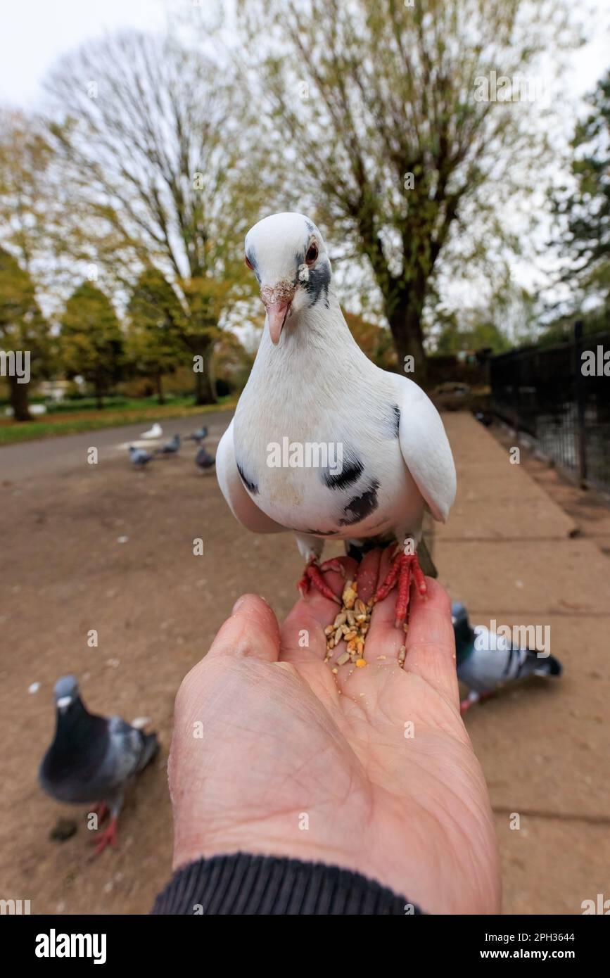 Feral Pigeon [ Columba livia domestica ] in town park on mans hand ...