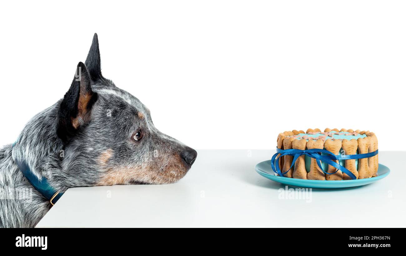 Australian cattle dog or blue heeler watching at birthday cake isolated on white. Copy space Stock Photo