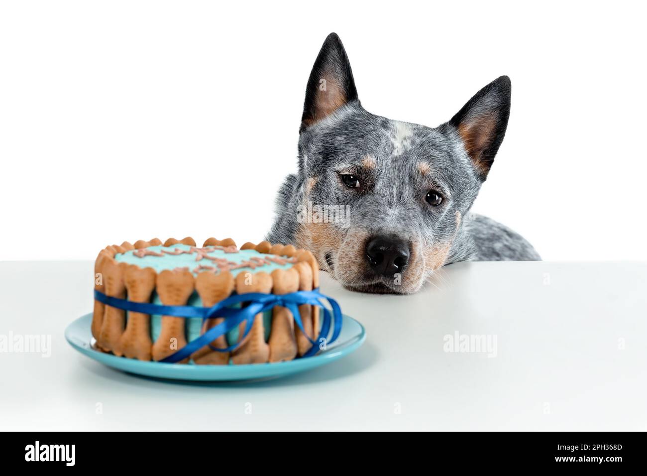 Close up portrait of tricky Australian cattle dog or blue heeler watching at birthday cake isolated on white background. Copy space Stock Photo