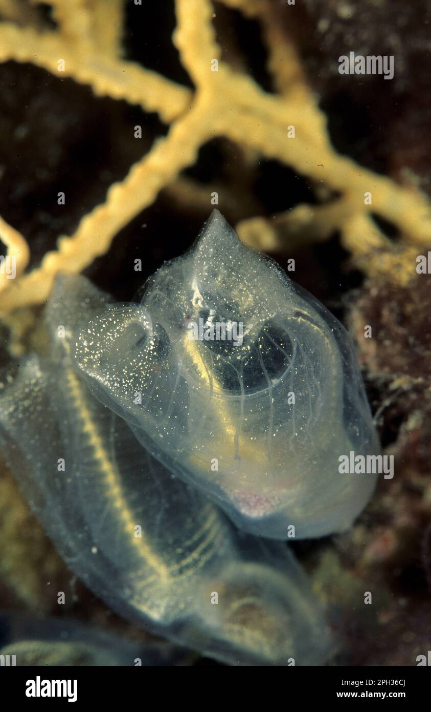 Light-bulb Sea Squirt, Clavelina lepadiformis, Sardinia, Italy Stock ...
