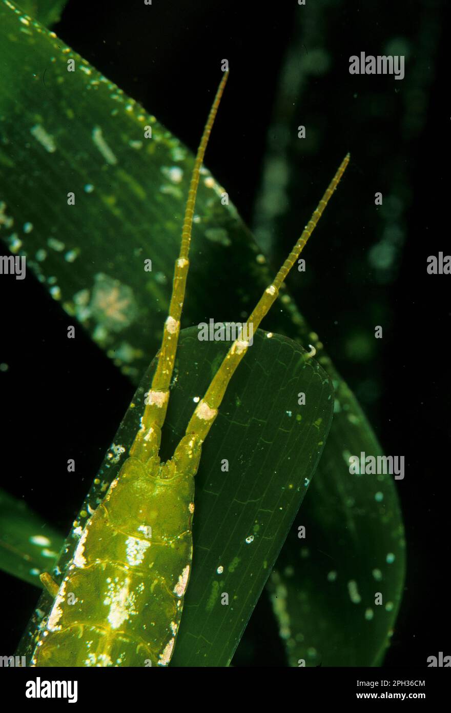 Isopode, Idothea sp. Alghero. Sardegna. Italia Stock Photo
