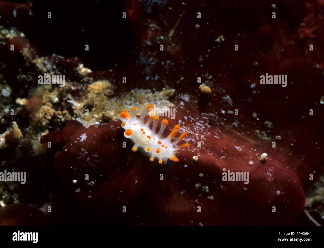 Orange-clubbed sea slug Limacia clavigera Stock Photo