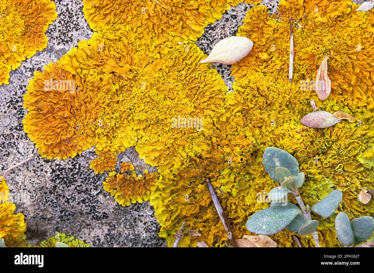 Common Orange Lichen, Yellow Lichen, Maritime Sunburst Lichen (Xanthoria parietina) growing on an old stone wall, foliose lichen, Lichene giallo Stock Photo
