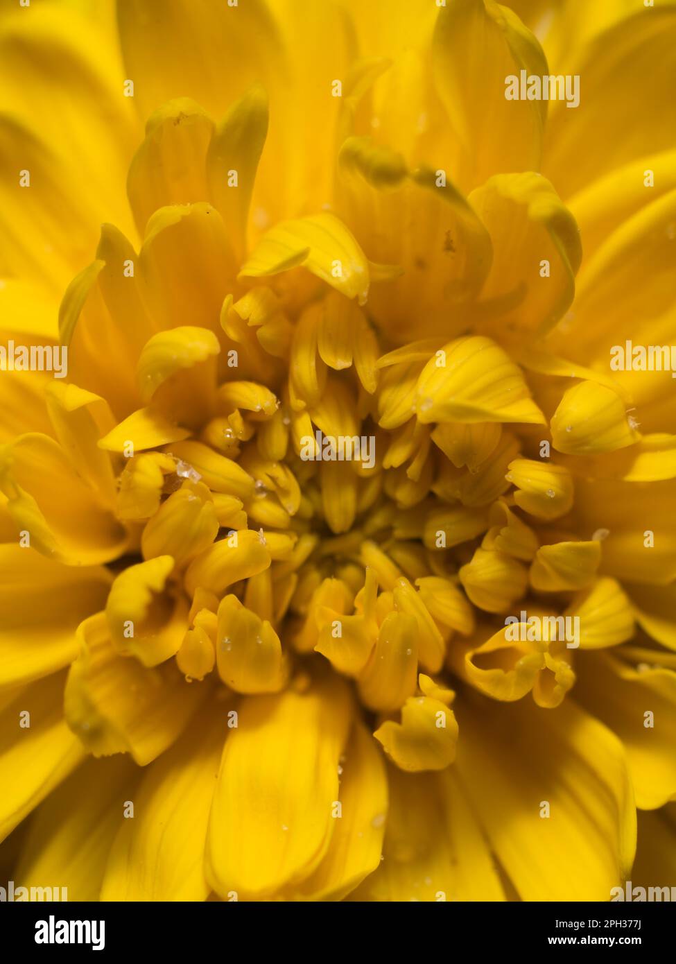 yellow flower close up opening Stock Photo