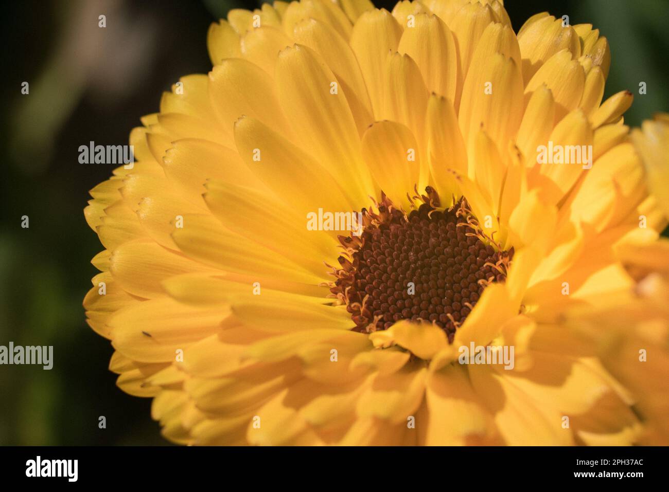 yellow daisy close up with black eye Stock Photo