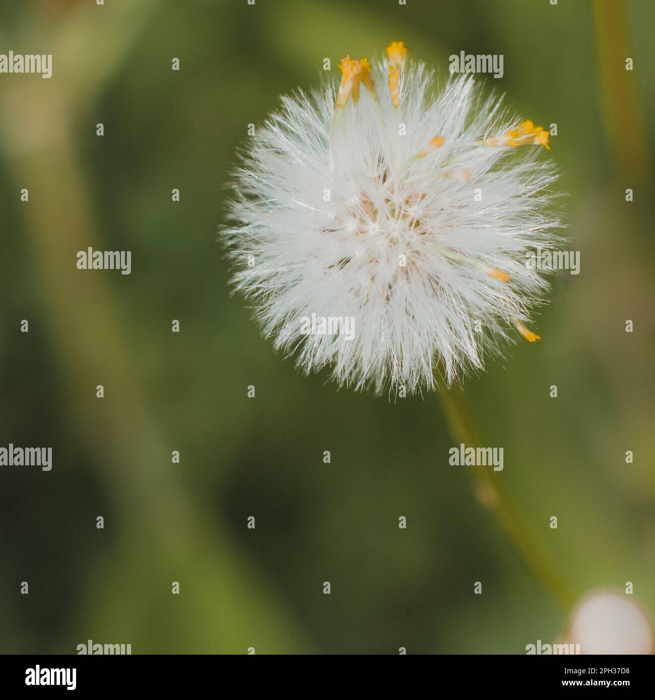 white and yellow fluffy dandelion flower Stock Photo