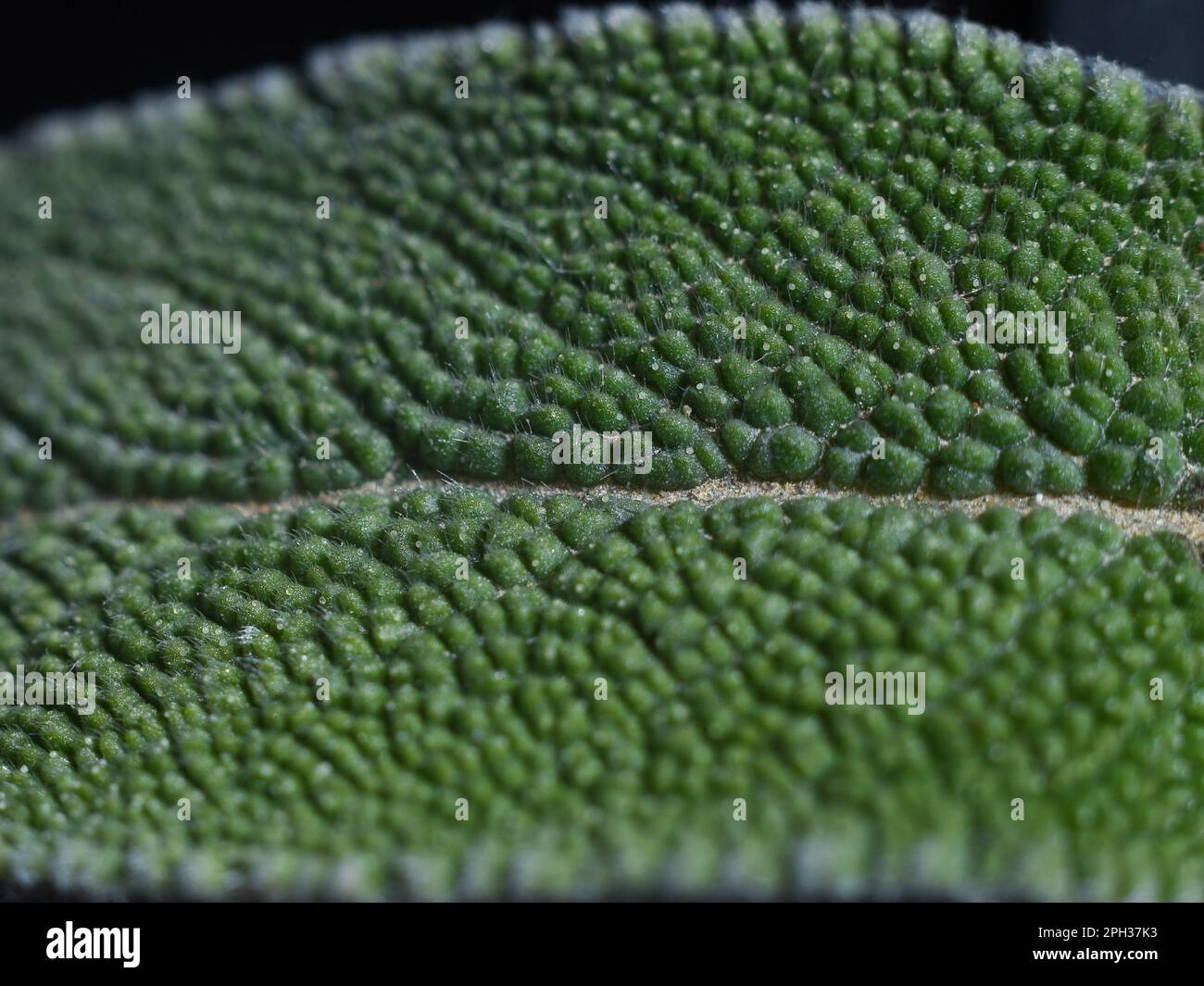 sage leaf macro magnified image showing microstructure of the leaf Stock Photo