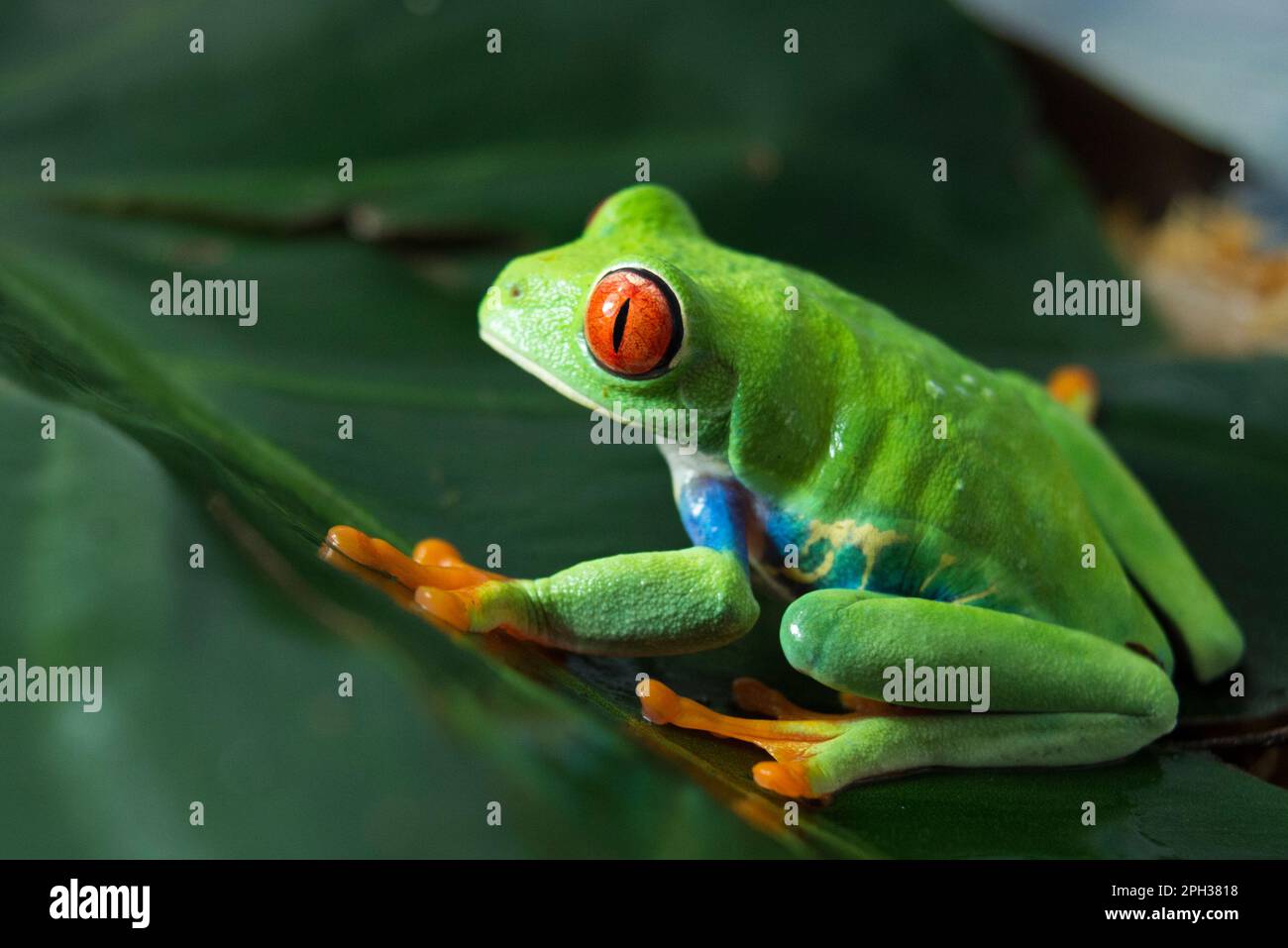 Rana arborícola o rana de ojos rojos Agalychnis callidryas Stock Photo