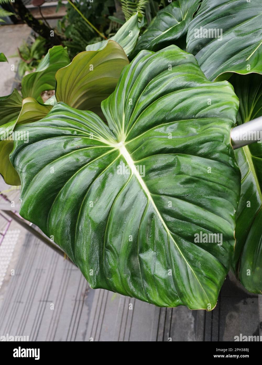 The mature and love-shaped green leaf of Philodendron Pastazanum, a rare  tropical plant Stock Photo - Alamy