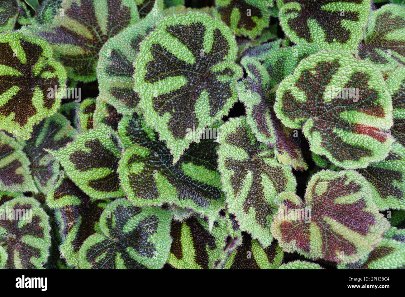 Close up of the beautiful leaves pattern of Begonia Masoniana, a rare tropical houseplant Stock Photo