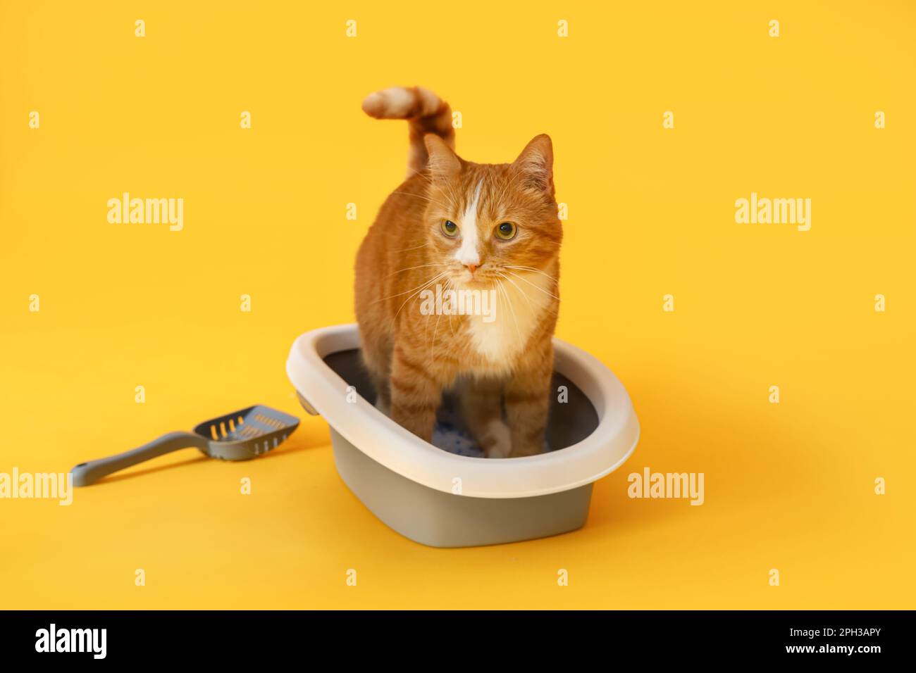 Cute cat in litter box on yellow background Stock Photo Alamy