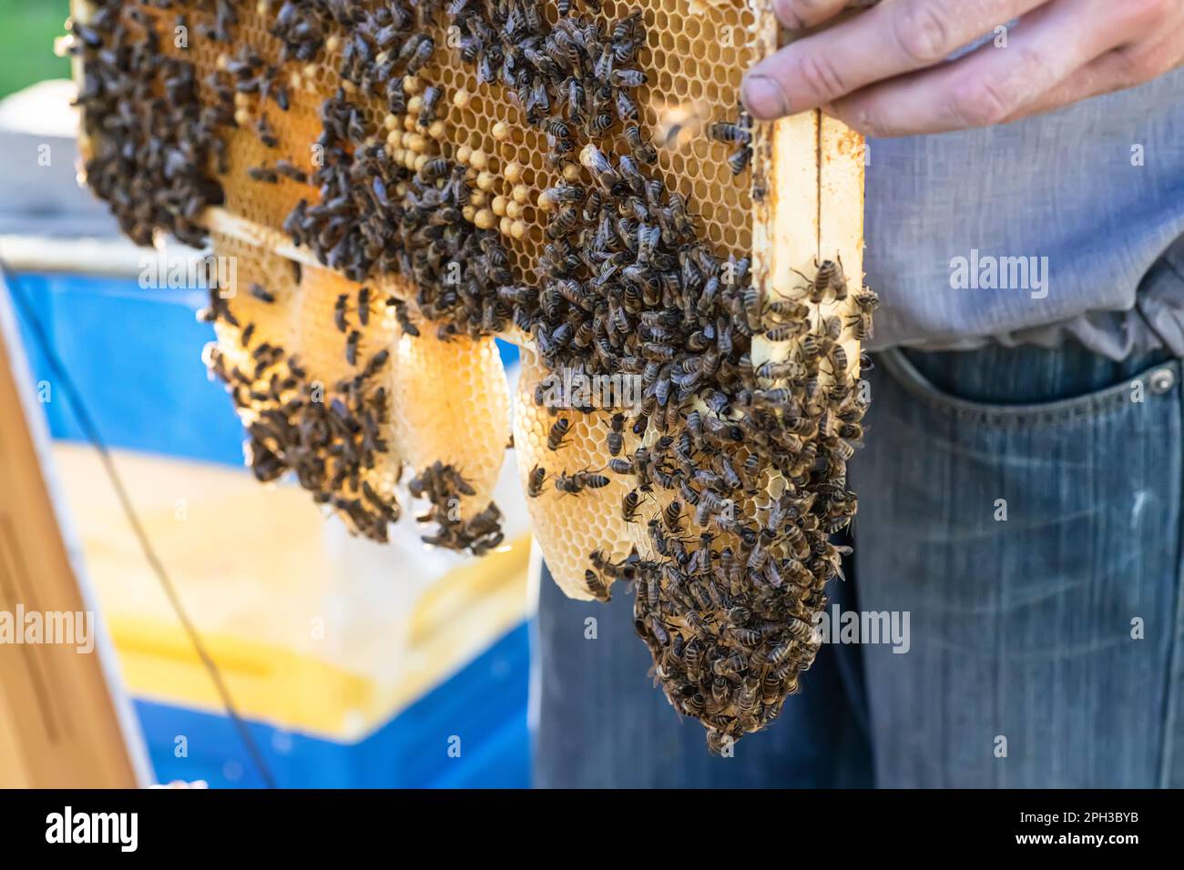 Burr animal hi-res stock photography and images - Alamy