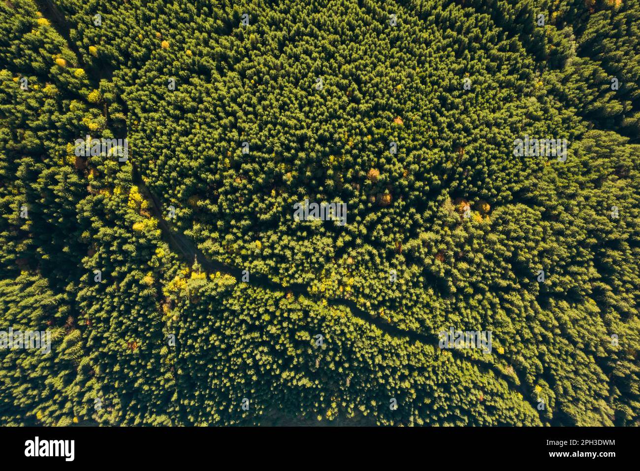 Aerial view of green forest on sunny day. Drone photography Stock Photo ...