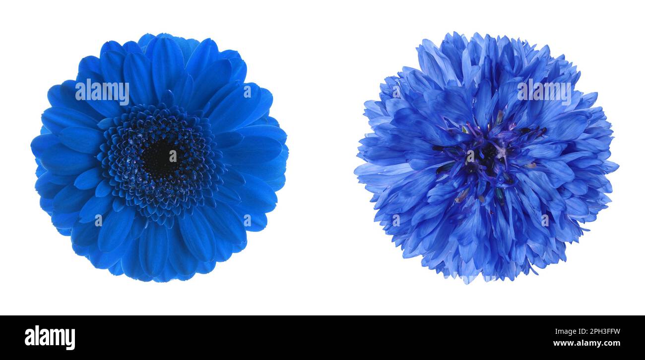 Different beautiful blue flowers on white background, collage. Banner