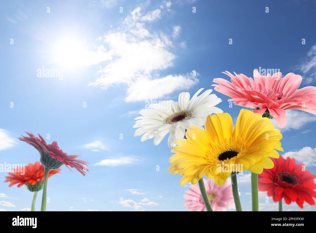 Blue sky and white clouds sunshine light flowers hi-res stock ...