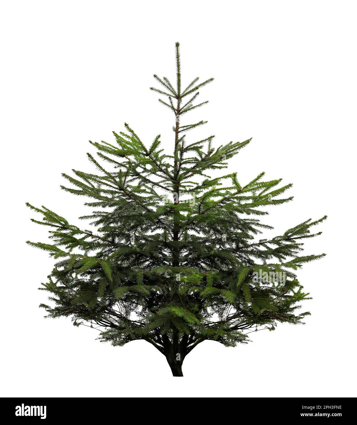 Beautiful fir isolated on white. Christmas tree Stock Photo