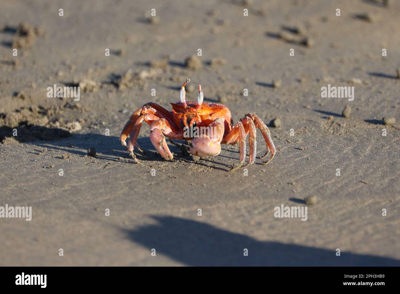 a crab that is standing in the sand Stock Photo