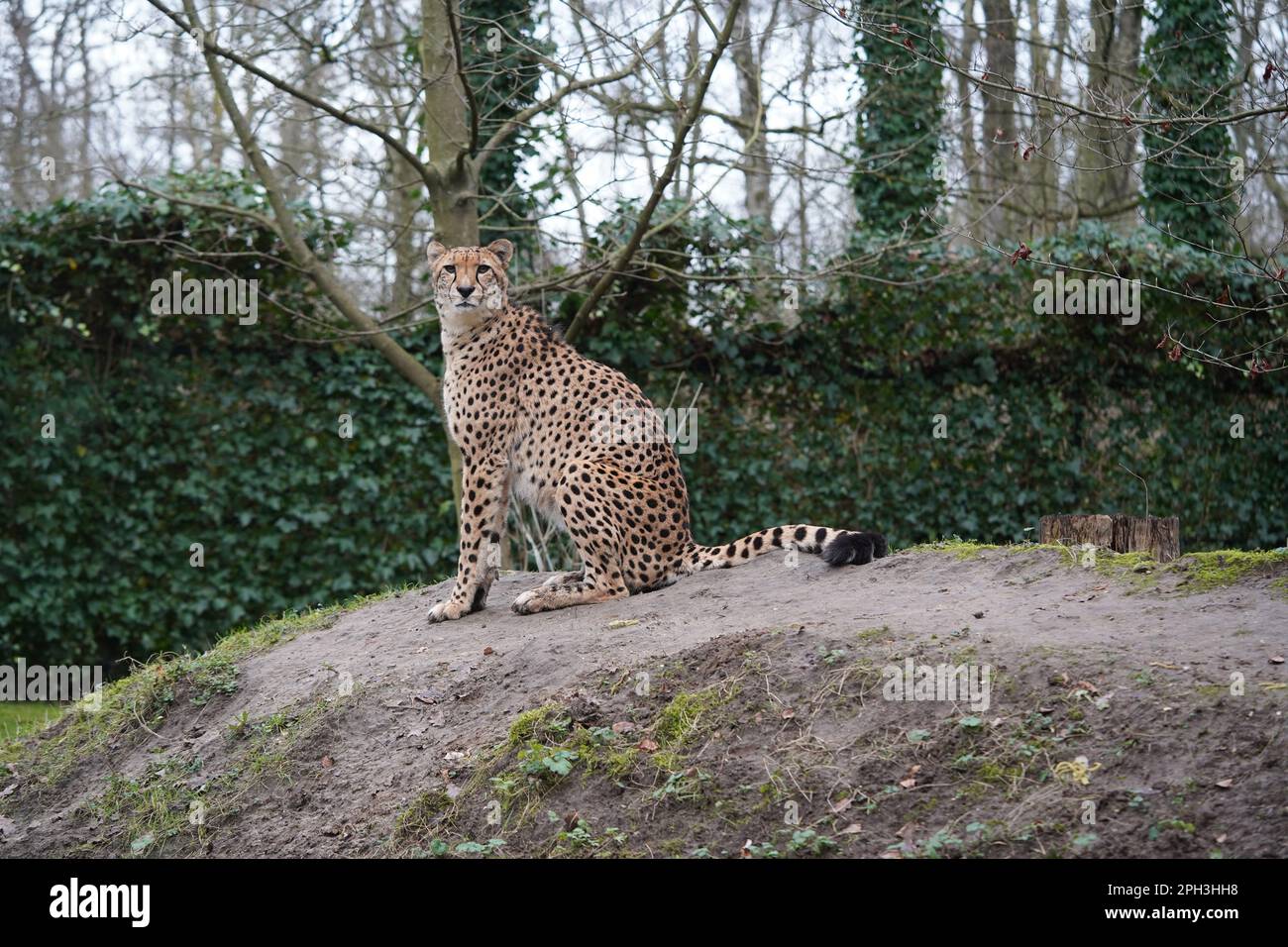 Zoo belgium hi-res stock photography and images - Alamy