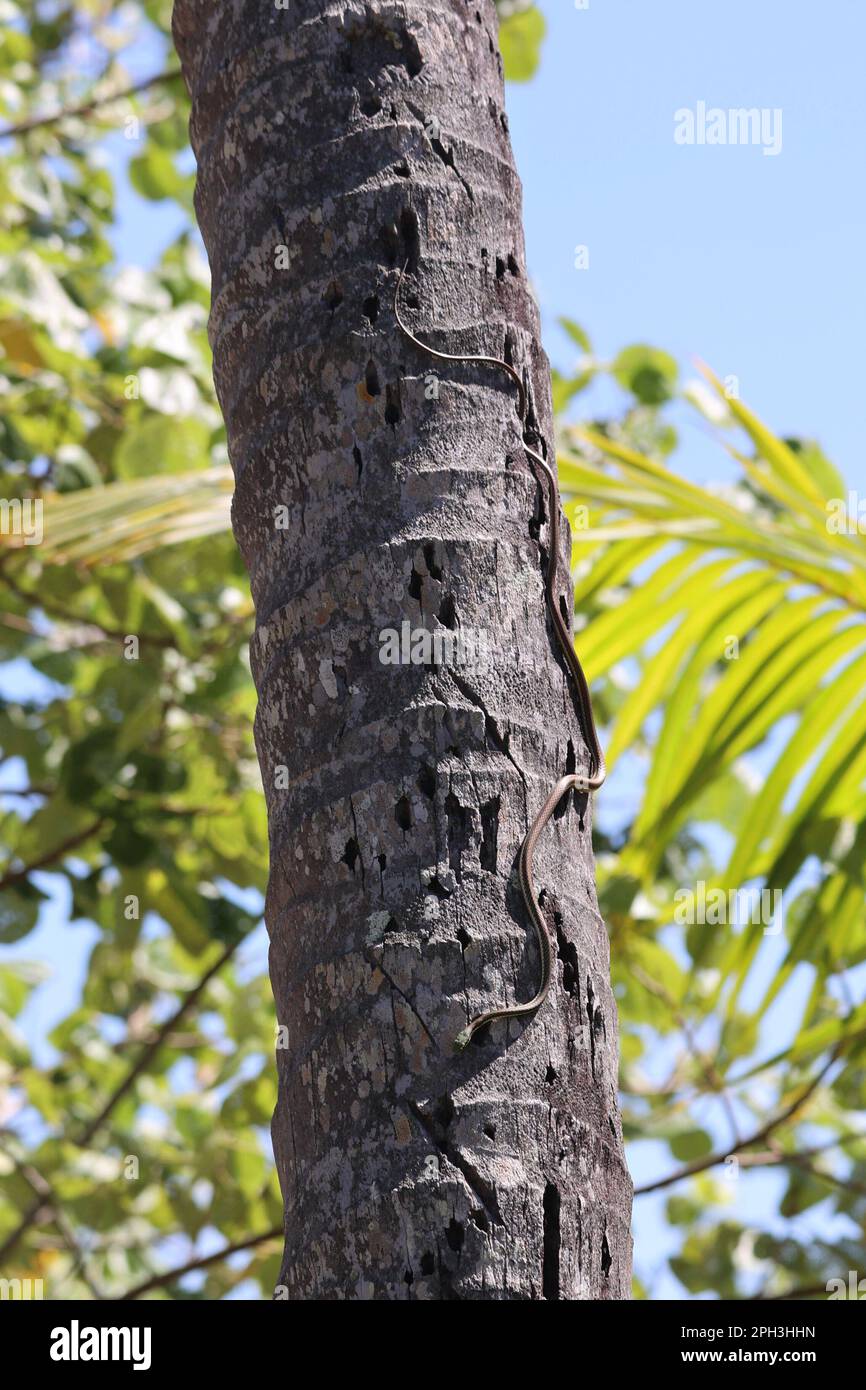 Beautiful rat snake coming down a palm tree Stock Photo - Alamy